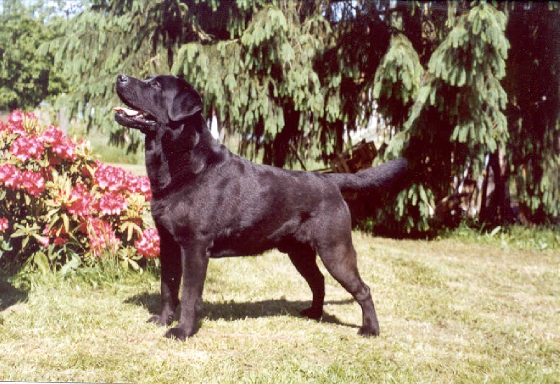 TR. CH. Samy de la Foret de Presles 