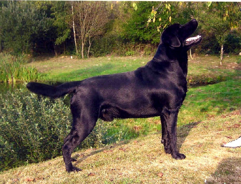 TR. Speedy de la Foret de Presles 